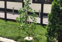 Amenajari Spatii Verzi Alexandria Amenajari Gradini si Spatii Verzi Alexandria ADD.GREEN EXCLUSIVE