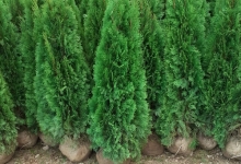 Amenajari Spatii Verzi Chiajna GEO KAR GREEN SRL