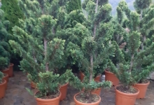 Amenajari Spatii Verzi Chiajna GEO KAR GREEN SRL
