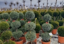 Amenajari Spatii Verzi Chiajna GEO KAR GREEN SRL