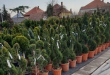 Amenajari Spatii Verzi Chiajna GEO KAR GREEN SRL