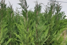 Amenajari Spatii Verzi Chiajna GEO KAR GREEN SRL