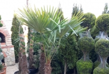 Amenajari Spatii Verzi Chiajna GEO KAR GREEN SRL