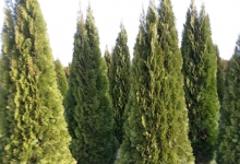 Amenajari Spatii Verzi Chiajna GEO KAR GREEN SRL