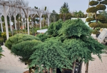 Amenajari Spatii Verzi Chiajna GEO KAR GREEN SRL