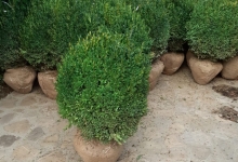 Amenajari Spatii Verzi Chiajna GEO KAR GREEN SRL