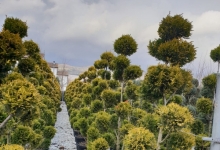 Amenajari Spatii Verzi Chiajna GEO KAR GREEN SRL