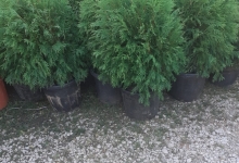 Amenajari Spatii Verzi Chiajna GEO KAR GREEN SRL