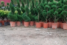 Amenajari Spatii Verzi Chiajna GEO KAR GREEN SRL
