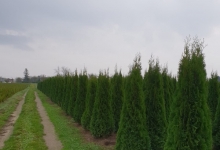 Amenajari Spatii Verzi Chiajna GEO KAR GREEN SRL