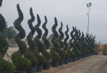 Amenajari Spatii Verzi Chiajna GEO KAR GREEN SRL