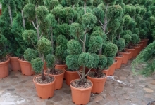 Amenajari Spatii Verzi Chiajna GEO KAR GREEN SRL