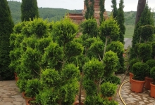 Amenajari Spatii Verzi Chiajna GEO KAR GREEN SRL