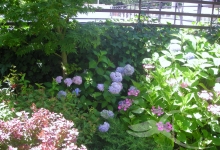 Amenajari Spatii Verzi Chitila Amenajari Gradini - Chitila 