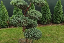 Amenajari Spatii Verzi Arad Amenajari Spatii Verzi si Sisteme Irigatii Arad - Giardini Veneziani SRL