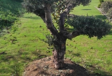 Amenajari Spatii Verzi Deva Amenajari Spatii Verzi si Sisteme Irigatii Deva  - Giardini Veneziani SRL