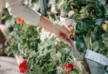 Amenajari Spatii Verzi Mioveni Amenajari Gradina Mioveni - WOW GARDEN