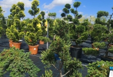 Amenajari Spatii Verzi Campia Turzii Amenajari Gradini Campia Turzii - Eco Garden Construct