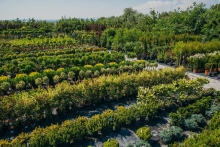 Amenajari Spatii Verzi Campia Turzii Amenajari Gradini Campia Turzii - Eco Garden Construct