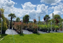 Amenajari Spatii Verzi Campia Turzii Amenajari Gradini Campia Turzii - Eco Garden Construct