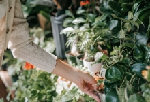 Amenajari Spatii Verzi Copaceni Amenajari Gradini si Spatii Verzi Copaceni - WOW GARDEN