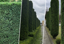 Amenajari Spatii Verzi Deva Amenajari Gradini si Spatii Deva - Giardini Veneziani SRL